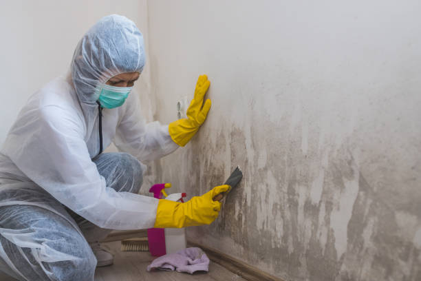 Mold Removal for HVAC Installations